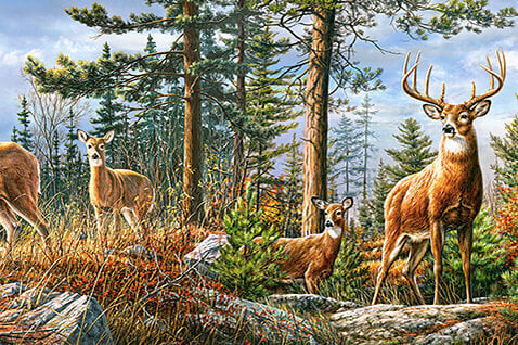 Pusle Castorland Puzzle Royal Deer Family, 4000-osaline цена и информация | Pusled | kaup24.ee