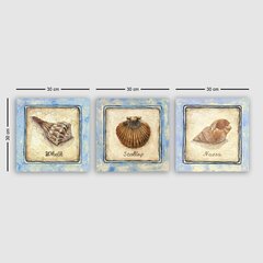 Репродукция из трех частей Сорта раковин цена и информация | Картины, живопись | kaup24.ee