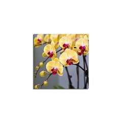Reproduktsioon Orhidee hind ja info | Seinapildid | kaup24.ee