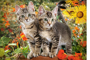 Pusle Puzzle Castorland, "KITTEN BUDDIES" 1500-osaline hind ja info | Pusled | kaup24.ee