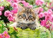 Puzzle 100 Kitten in Flower Garden 111039 hind ja info | Pusled | kaup24.ee