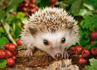 Pusle 100 Hedgehog With Berries 111145 hind ja info | Pusled | kaup24.ee