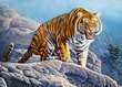 Puzzle 180 Tiger on the Rock 18451 цена и информация | Pusled | kaup24.ee