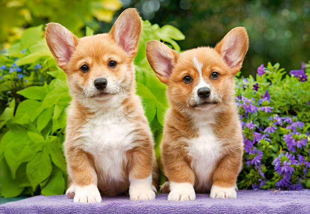 Puzzle 1000 WELSH CORGI PUPPIES 104659 цена и информация | Pusled | kaup24.ee