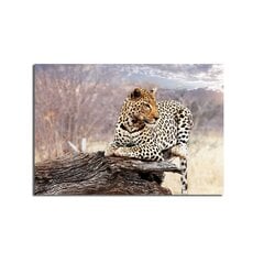 Reproduktsioon lõuendil Leopard hind ja info | Seinapildid | kaup24.ee