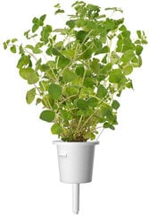 Click & Grow Smart Garden refill Pune 3tk hind ja info | Nutipotid ja seemned | kaup24.ee