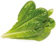 Click & Grow Smart Garden refill Rooma salat 3tk hind ja info | Nutipotid ja taimelambid | kaup24.ee