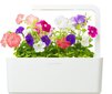 Click & Grow Smart Garden refill Petuunia 3tk hind ja info | Nutipotid ja taimelambid | kaup24.ee