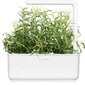 Click and Grow Smart Garden Refill 3 pakendit, Rosmariin цена и информация | Nutipotid ja taimelambid | kaup24.ee