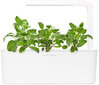 Click & Grow Smart Garden refill Aedsalvei 3tk цена и информация | Nutipotid ja taimelambid | kaup24.ee
