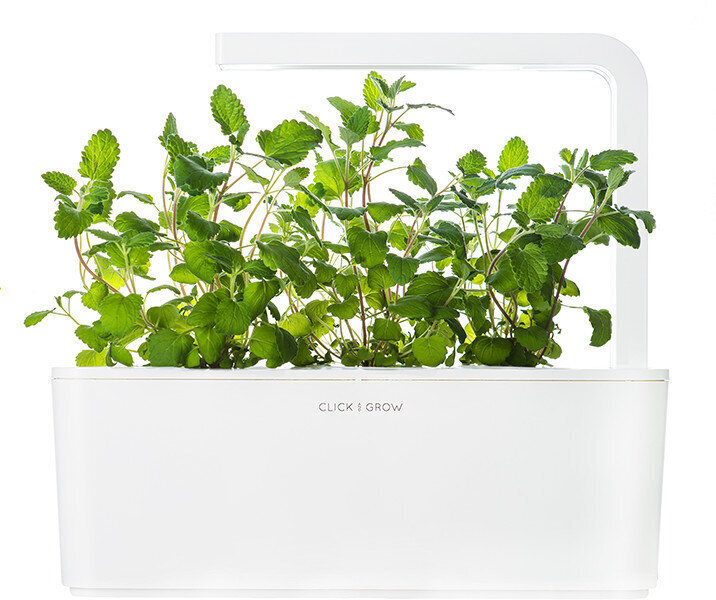 Click & Grow Smart Garden refill Naistenõges 3tk цена и информация | Nutipotid ja taimelambid | kaup24.ee