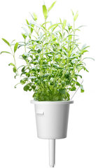 Click & Grow Smart Garden refill Iisop 3tk hind ja info | Nutipotid ja taimelambid | kaup24.ee