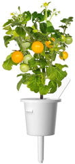 Click & Grow Smart Garden refill Kollane tomat 3tk цена и информация | Проращиватели, лампы для растений | kaup24.ee