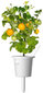 Click & Grow Smart Garden refill Kollane tomat 3tk hind ja info | Nutipotid ja taimelambid | kaup24.ee