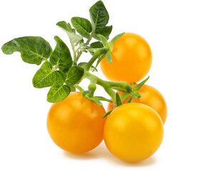 Click & Grow Smart Garden refill Kollane tomat 3tk hind ja info | Nutipotid ja seemned | kaup24.ee