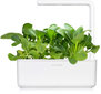 Click & Grow Smart Garden refill Pak Choi 3tk hind ja info | Nutipotid ja taimelambid | kaup24.ee