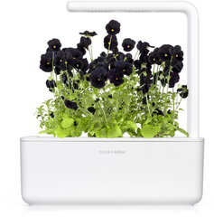 Click & Grow Smart Garden refill Black pansy 3шт цена и информация | Проращиватели, лампы для растений | kaup24.ee