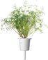Click & Grow Smart Garden refill Till 3tk цена и информация | Nutipotid ja taimelambid | kaup24.ee