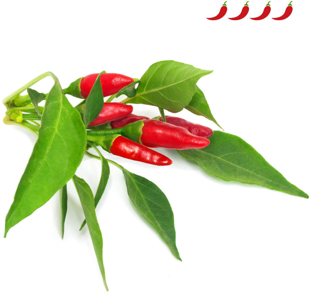 Click & Grow Smart Garden refill Piri Piri tšillipipar 3tk цена и информация | Nutipotid ja taimelambid | kaup24.ee