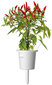 Click & Grow Smart Garden refill Piri Piri tšillipipar 3tk hind ja info | Nutipotid ja taimelambid | kaup24.ee