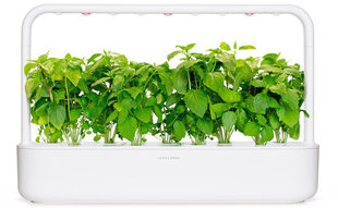 Click & Grow Smart Garden refill Kaneelbasiilik 3tk hind ja info | Nutipotid ja seemned | kaup24.ee