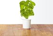 Click and Grow Smart Garden Refill 3 pakendit, Basiilikut hind ja info | Nutipotid ja taimelambid | kaup24.ee