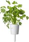 Click & Grow Plant Pod Steak Mix 9tk цена и информация | Nutipotid ja taimelambid | kaup24.ee