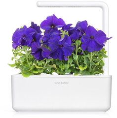 Click & Grow Smart Garden refill Blue Petunia 3pcs цена и информация | Проращиватели, лампы для растений | kaup24.ee