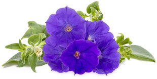 Click & Grow Smart Garden refill Blue Petunia 3pcs цена и информация | Проращиватели, лампы для растений | kaup24.ee