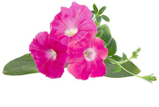 Click & Grow Smart Garden refill Roosa petuunia 3tk цена и информация | Проращиватели, лампы для растений | kaup24.ee