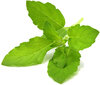 Click & Grow Smart Garden refill Püha basiilik 3tk hind ja info | Nutipotid ja taimelambid | kaup24.ee