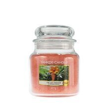 Ароматическая свеча Yankee Candle the Last Paradise 411 г цена и информация | Подсвечники, свечи | kaup24.ee