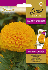 KÕRGE PEIULILL TAISHAN® ORANGE цена и информация | Семена цветов | kaup24.ee