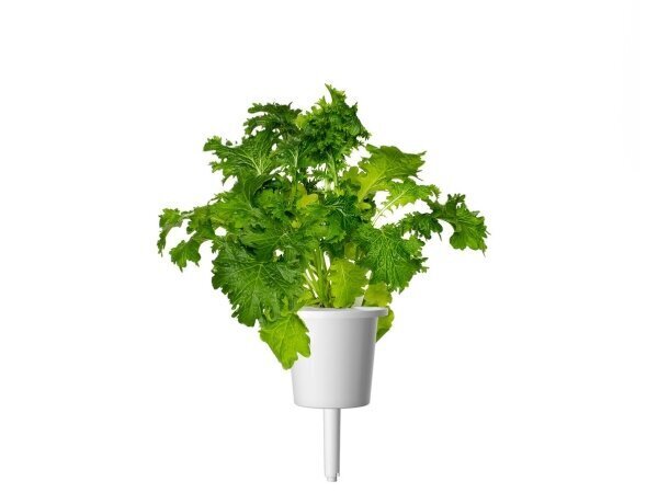 Click & Grow Smart Refill Wasabi Mustard 3tk цена и информация | Nutipotid ja taimelambid | kaup24.ee