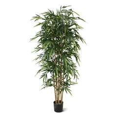 Bambus (200 cm) цена и информация | Искусственные цветы | kaup24.ee