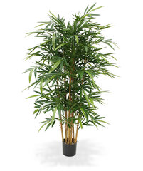 Bambus (150 cm) цена и информация | Искусственные цветы | kaup24.ee