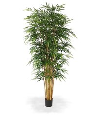 Bambus (240 cm) цена и информация | Искусственные цветы | kaup24.ee