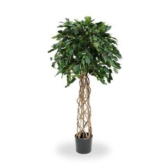 Kummi-viigipuu (150 cm) цена и информация | Искусственные цветы | kaup24.ee