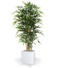Bambus (180 cm) цена и информация | Искусственные цветы | kaup24.ee