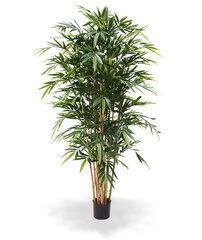 Bambus (180 cm) hind ja info | Kunstlilled | kaup24.ee