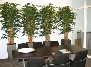 Bambus (210 cm) цена и информация | Искусственные цветы | kaup24.ee