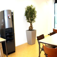 Oliivipuu bonsai (150 cm) цена и информация | Искусственные цветы | kaup24.ee