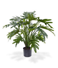 Filodendron (55 cm) hind ja info | Kunstlilled | kaup24.ee