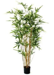 Bambus (170 cm) цена и информация | Искусственные цветы | kaup24.ee