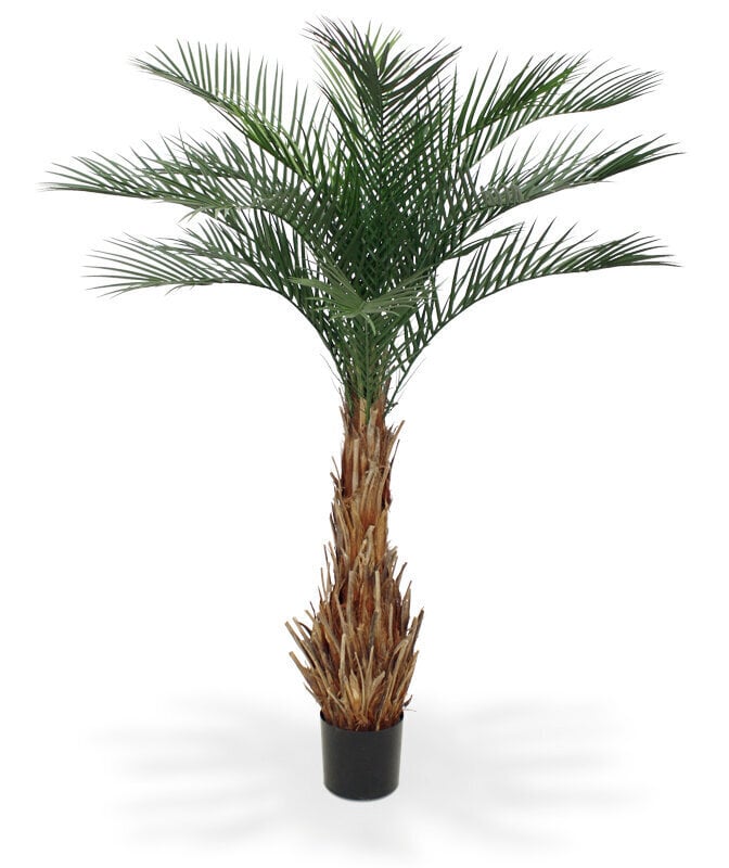 Datlipalm (180 cm) hind ja info | Kunstlilled | kaup24.ee