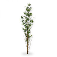 Bambus (155 cm) цена и информация | Искусственные цветы | kaup24.ee