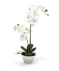 Kuuking orhidee potis (50 cm) цена и информация | Искусственные цветы | kaup24.ee