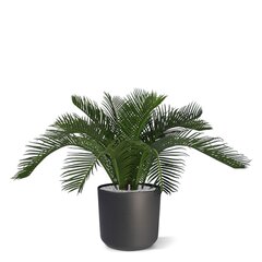 Palmlehik (30 cm) hind ja info | Kunstlilled | kaup24.ee