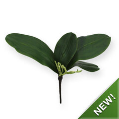 Orhidee (20 cm) цена и информация | Искусственные цветы | kaup24.ee