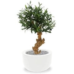 Oliivipuu bonsai (60 cm) hind ja info | Kunstlilled | kaup24.ee